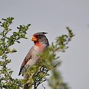 Pyrrhuloxia, Falcon State park, Rio Grande Valley, Texas